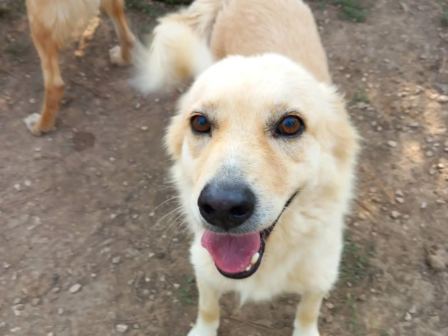 Adozione cane, maschio, Razza sconosciuta, 9 anni e 8 mesi, taglia media, Barletta