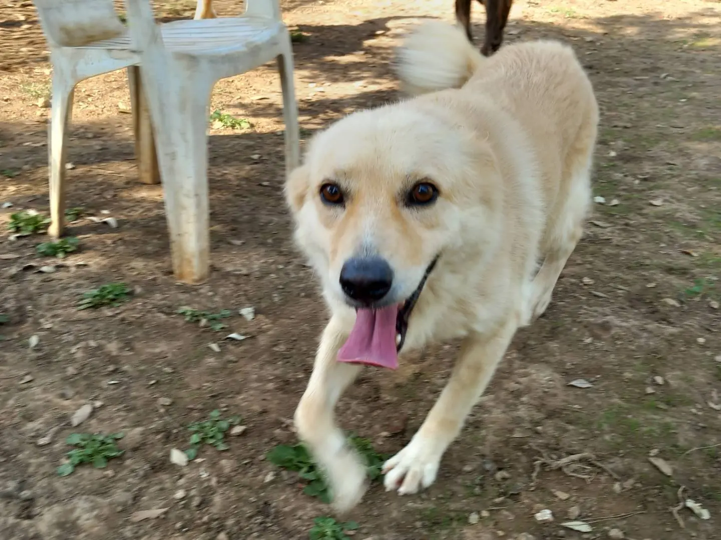 Vuoi adottare un cane a Barletta?