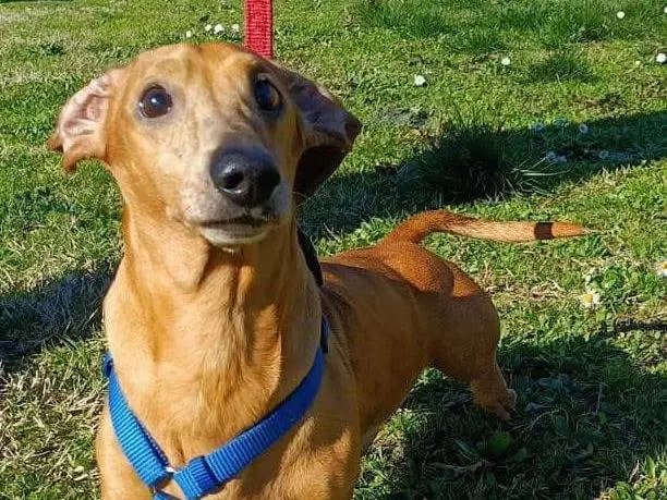 Adotta un cane, maschio, 8 anni e 8 mesi, Bologna
