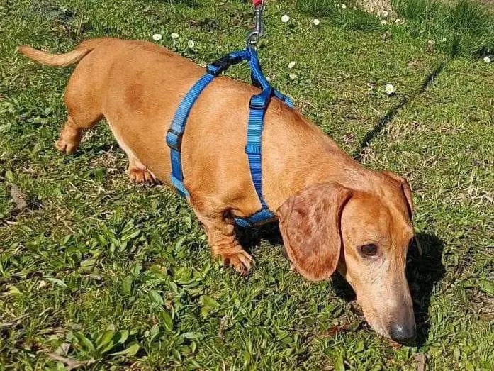 Adotta un cane, taglia piccola, maschio, Bologna