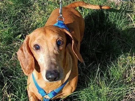 Adozione cane, maschio, Bassotto Razza sconosciuta, 8 anni e 8 mesi, taglia piccola, Bologna