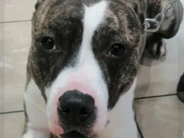 Adotta un cane, taglia grande, maschio, Genova