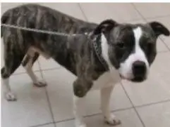 Adozione cane, maschio, Pitbull Razza sconosciuta, 4 anni e 6 mesi, taglia grande, Genova
