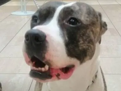 Vuoi adottare un cane a Genova?