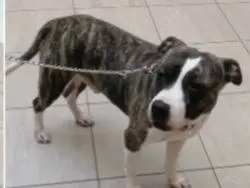 Adotta un cane, maschio, 4 anni e 6 mesi, Genova