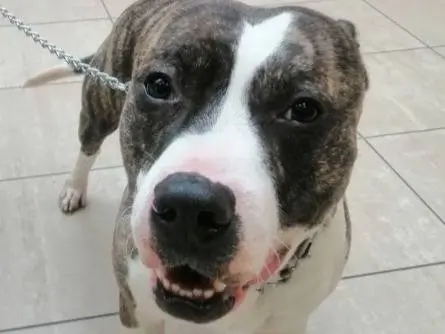 Adotta il cane Roswel tigrato a Genova