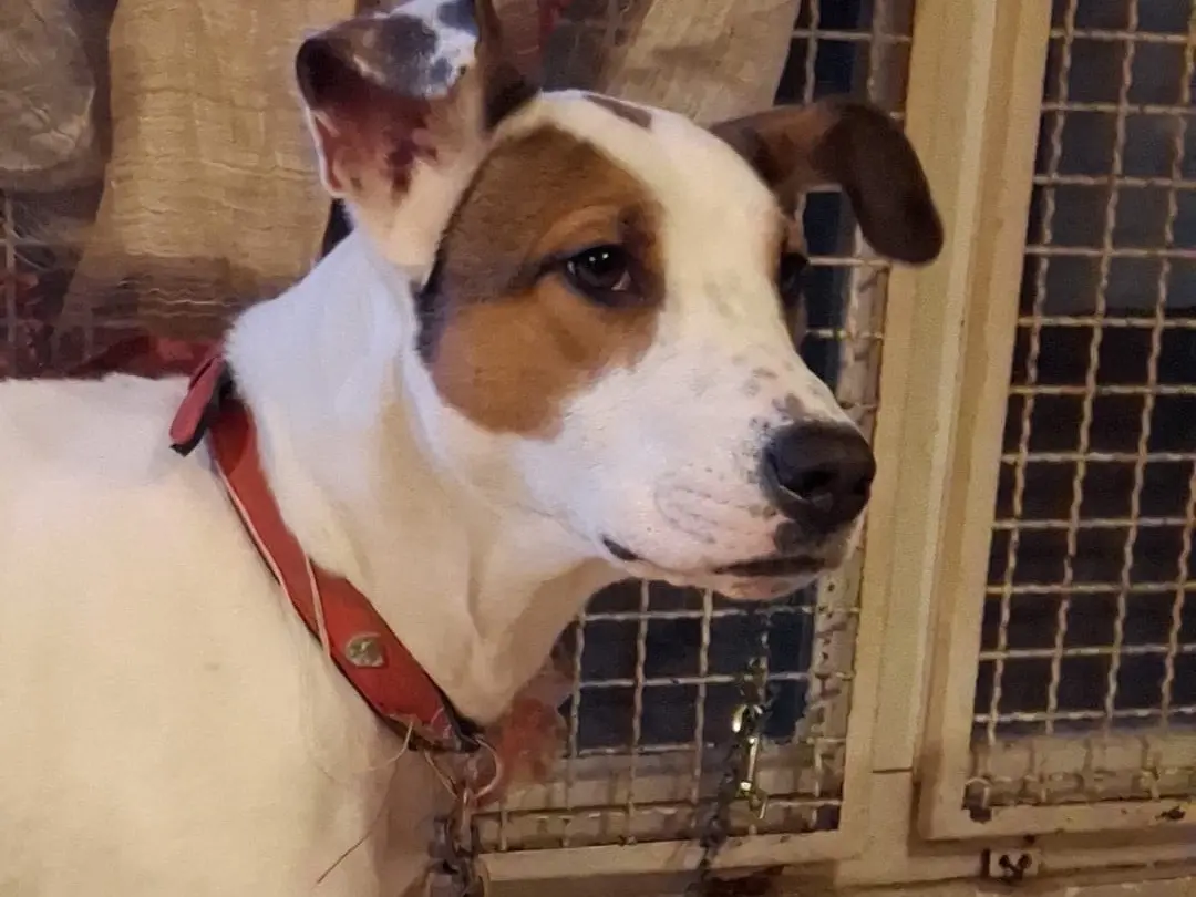 Vuoi adottare un cane a Milano?
