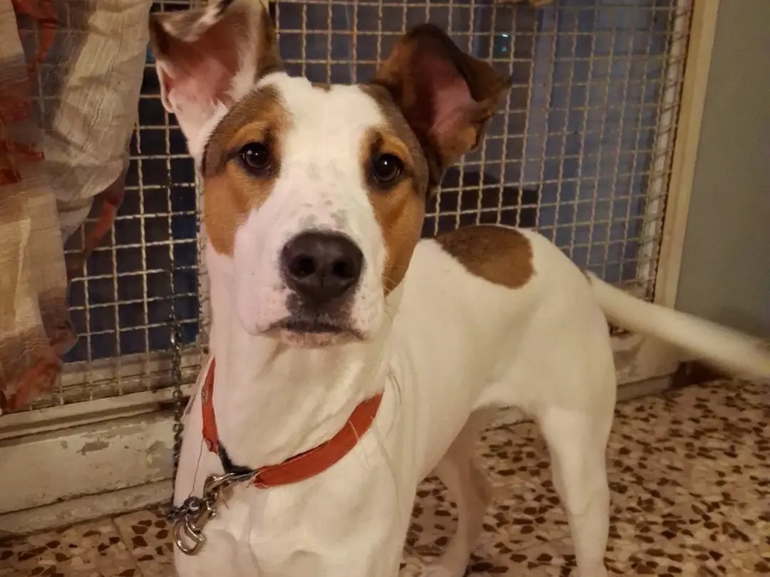 Adozione cane, femmina, Razza sconosciuta Razza sconosciuta, 11 mesi, taglia media, Milano