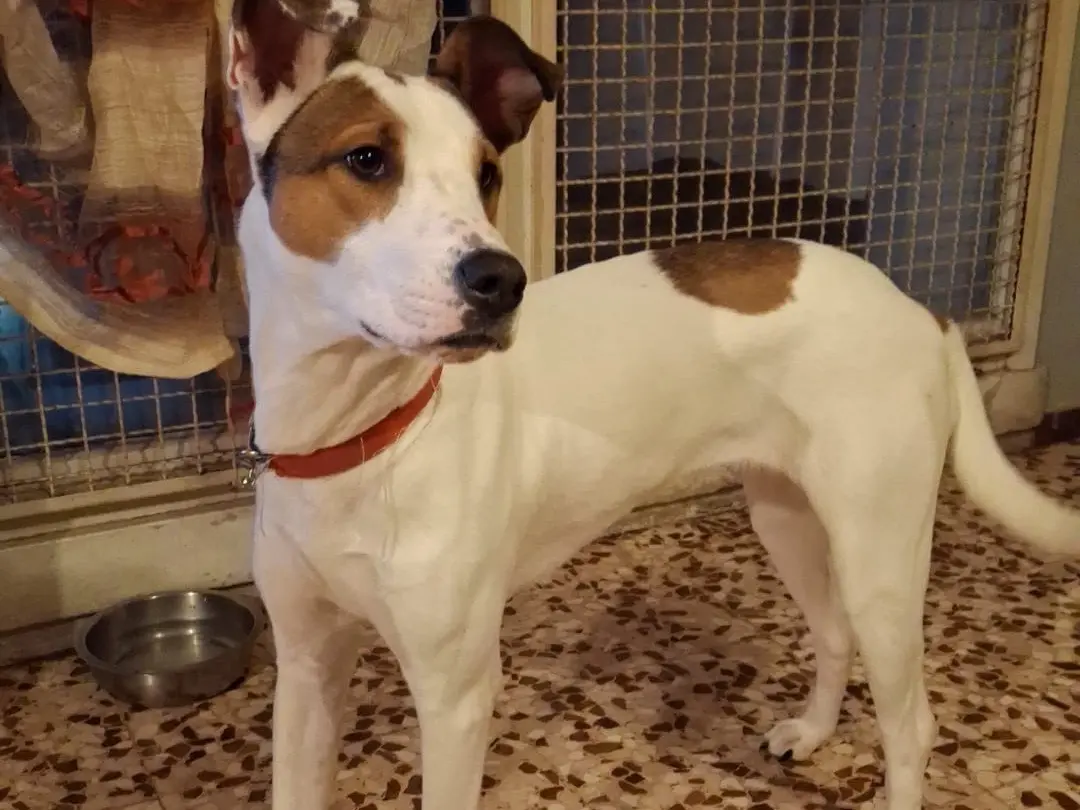 Adotta un cane, femmina, 11 mesi, Milano