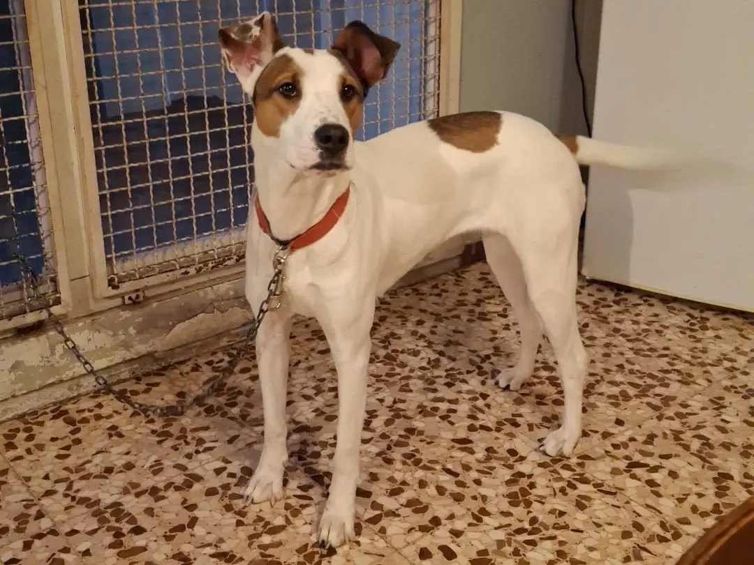 Adotta un cane, taglia media, femmina, Milano