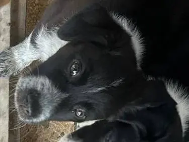 Adozione cane, maschio, Razza sconosciuta Razza sconosciuta, 10 mesi, taglia media, Trapani