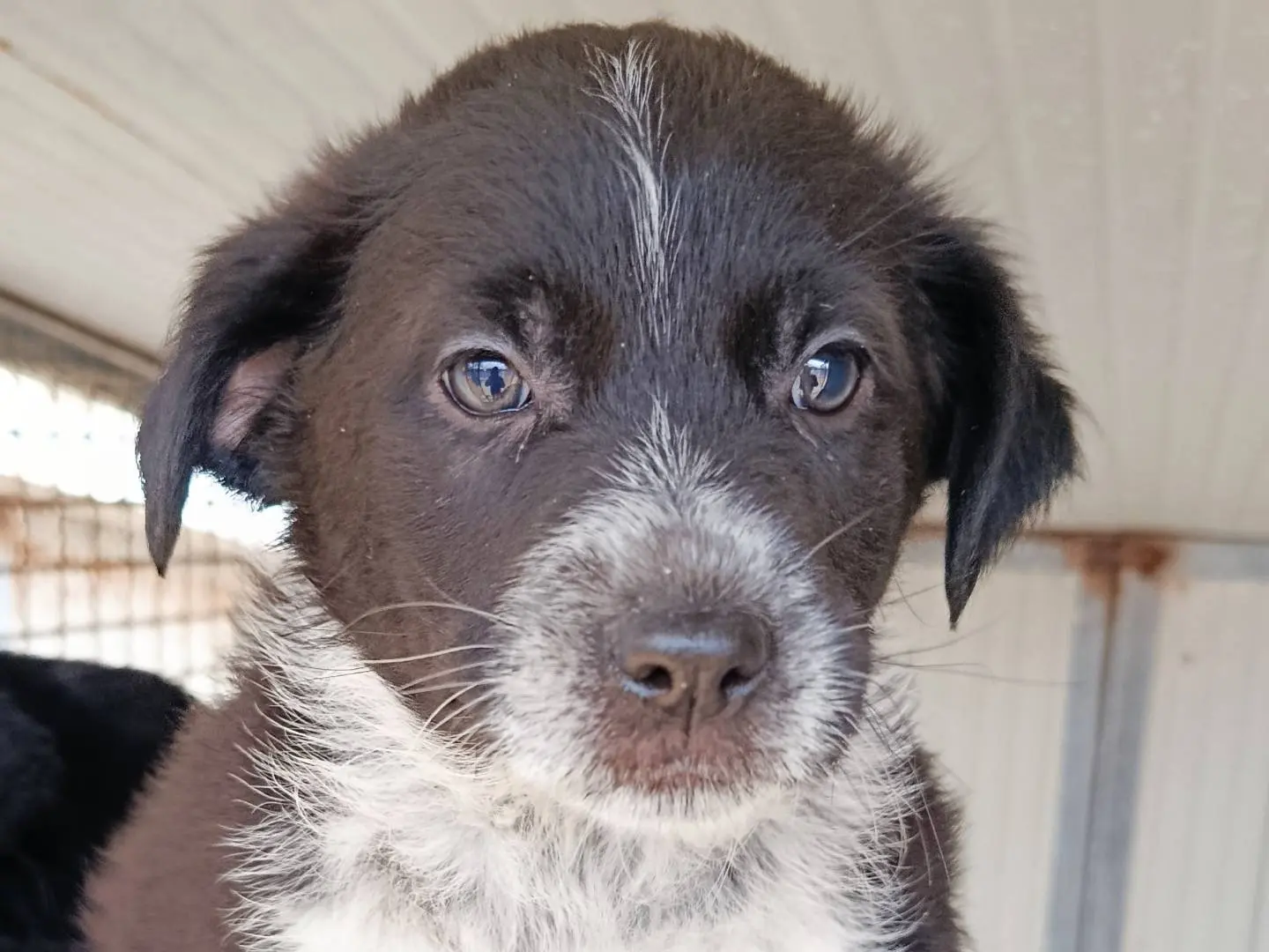 Adotta un cane, maschio, 10 mesi, Trapani