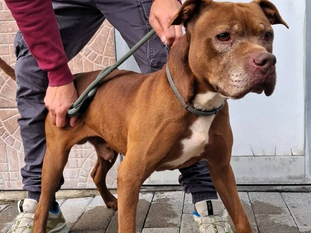 Adozione cane, maschio, Razza sconosciuta Razza sconosciuta, 9 anni e 11 mesi, taglia grande, Milano