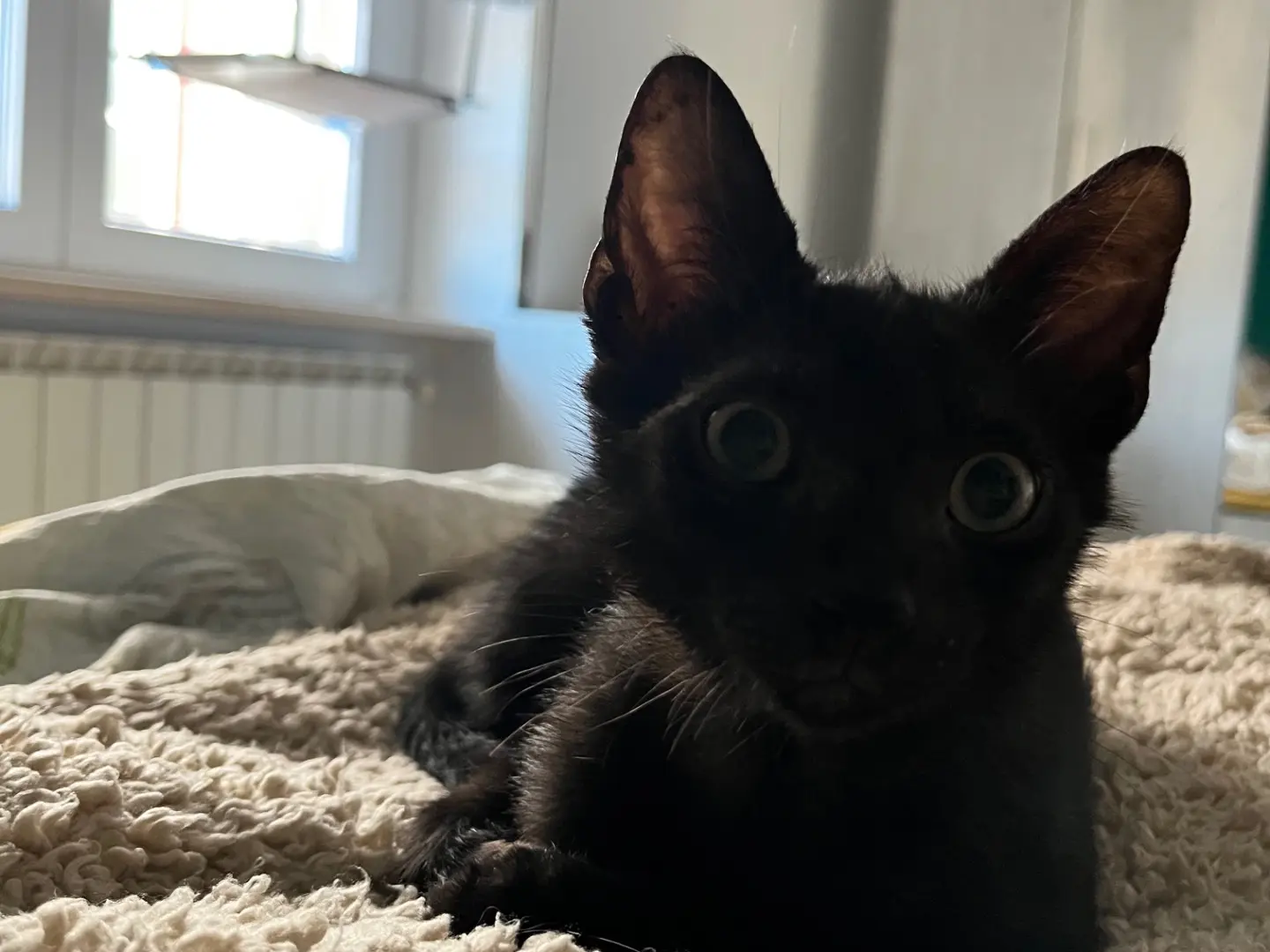 Adotta un gatto, maschio, 1 anno e 5 mesi, Chieti