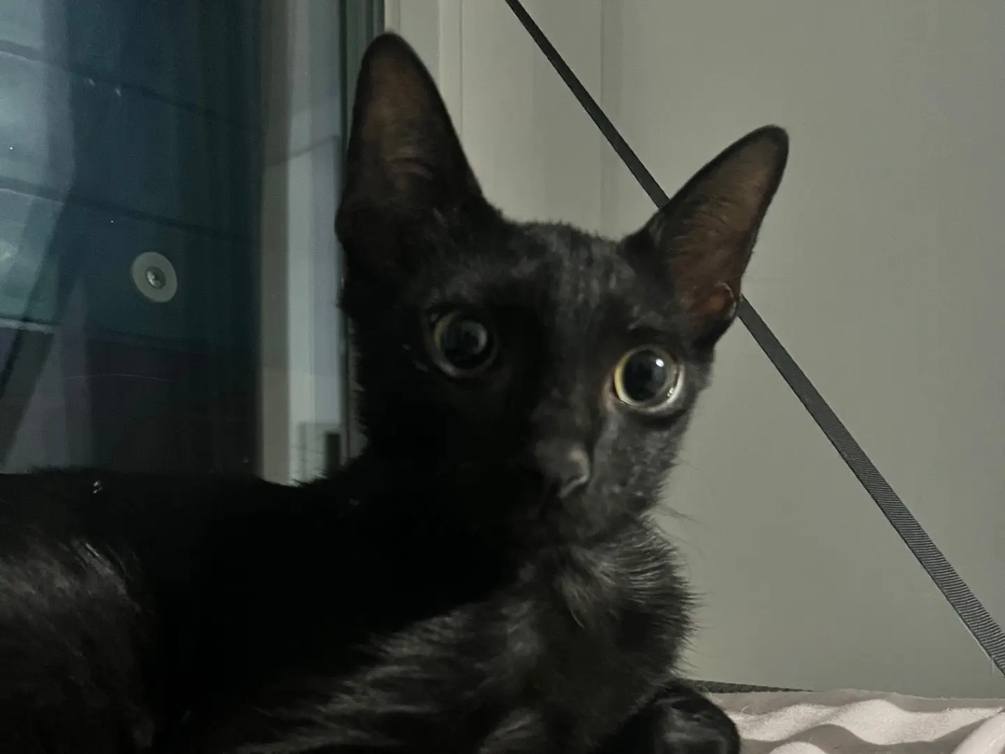 Adozione gatto, maschio, Razza sconosciuta Razza sconosciuta, 1 anno e 5 mesi, taglia non valida, Chieti