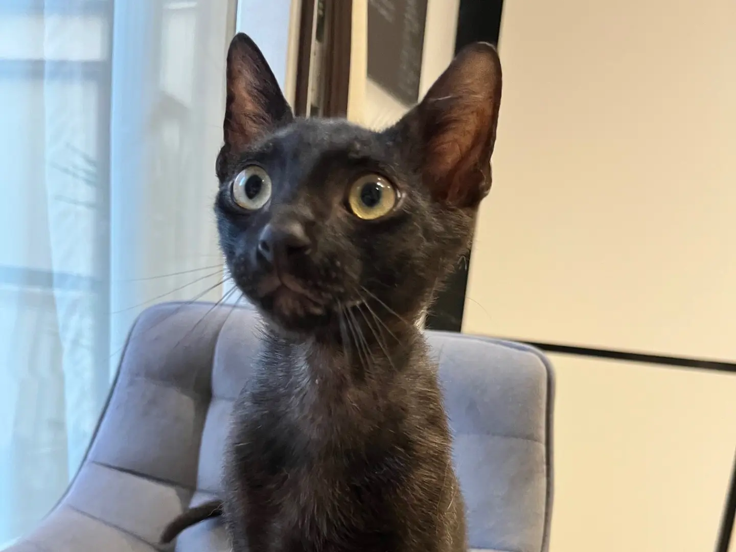Adotta un gatto, taglia non valida, maschio, Chieti
