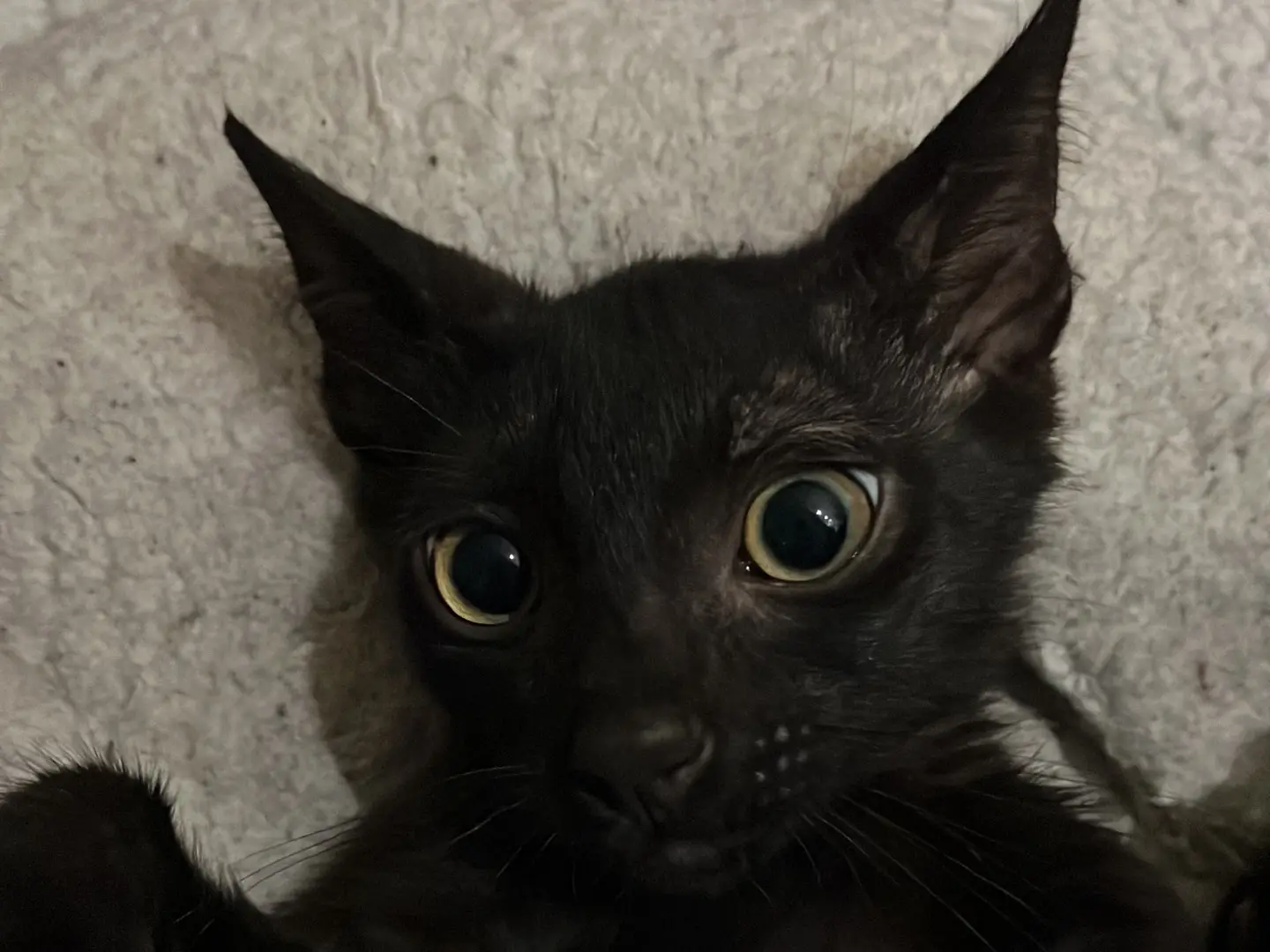 Adotta il gatto Mirto a Chieti