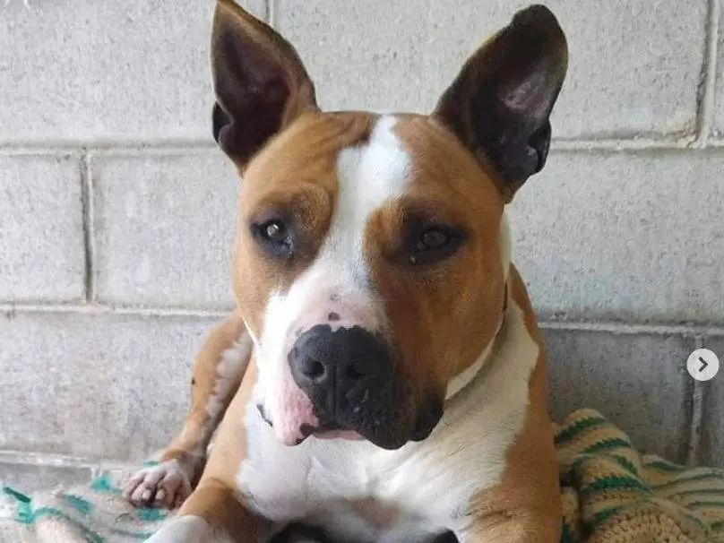 Adozione cane, maschio, Staffordshire Bull terrier, 6 anni e 1 mese, taglia media, Genova