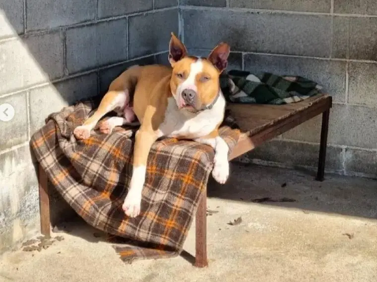 Vuoi adottare un cane a Genova?