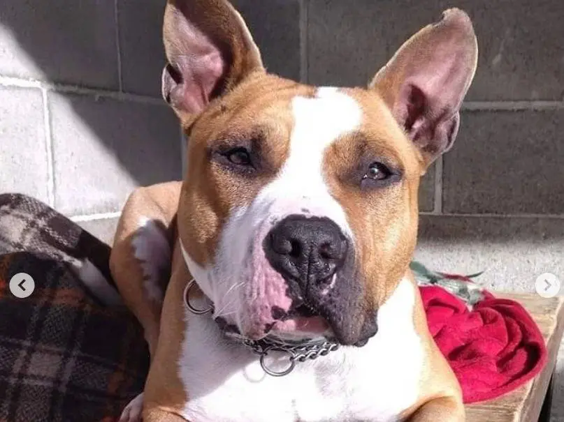 Adotta un cane, maschio, 6 anni e 1 mese, Genova