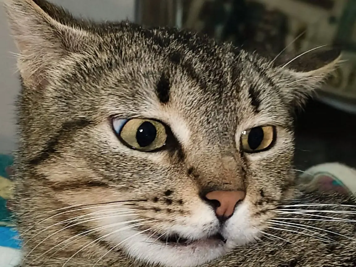 Adozione gatto, femmina, Razza sconosciuta Razza sconosciuta, 3 anni e 1 mese, taglia non valida, Bari