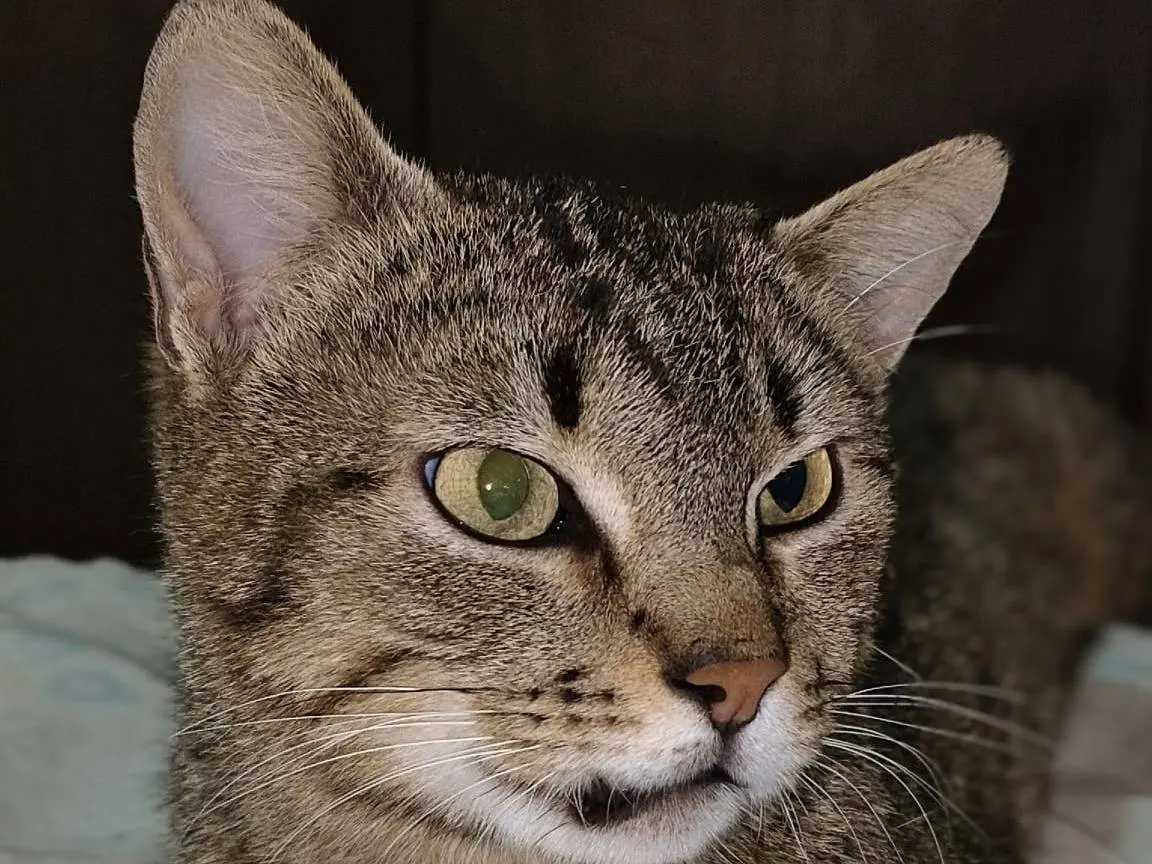 Adotta un gatto, femmina, 3 anni e 1 mese, Bari