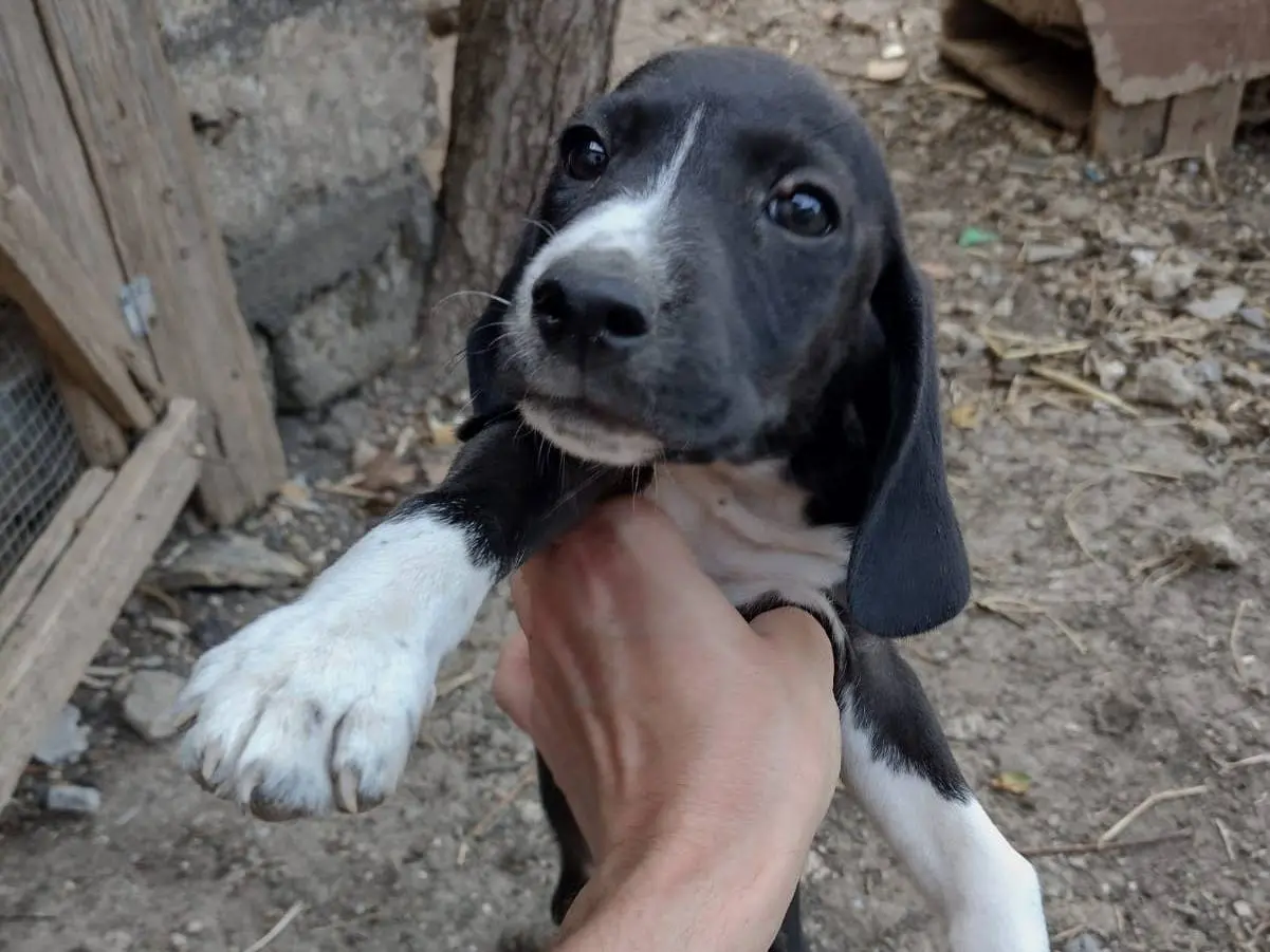 Adotta il cane Teo e Sofì a Catania