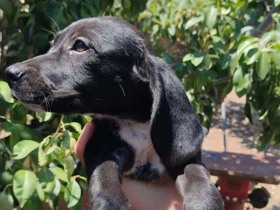 Adotta un cane, maschio, 3 mesi, Catania