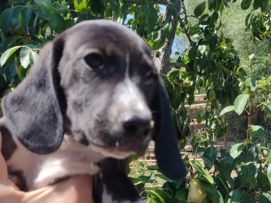 Adozione cane, maschio, Setter Inglese Razza sconosciuta, 3 mesi, taglia piccola, Catania