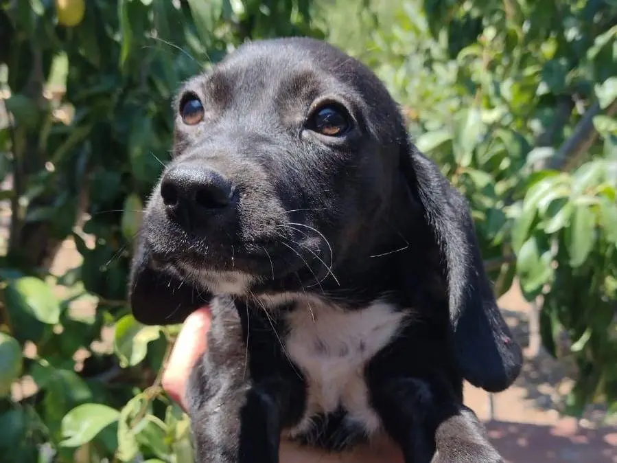Vuoi adottare un cane a Catania?