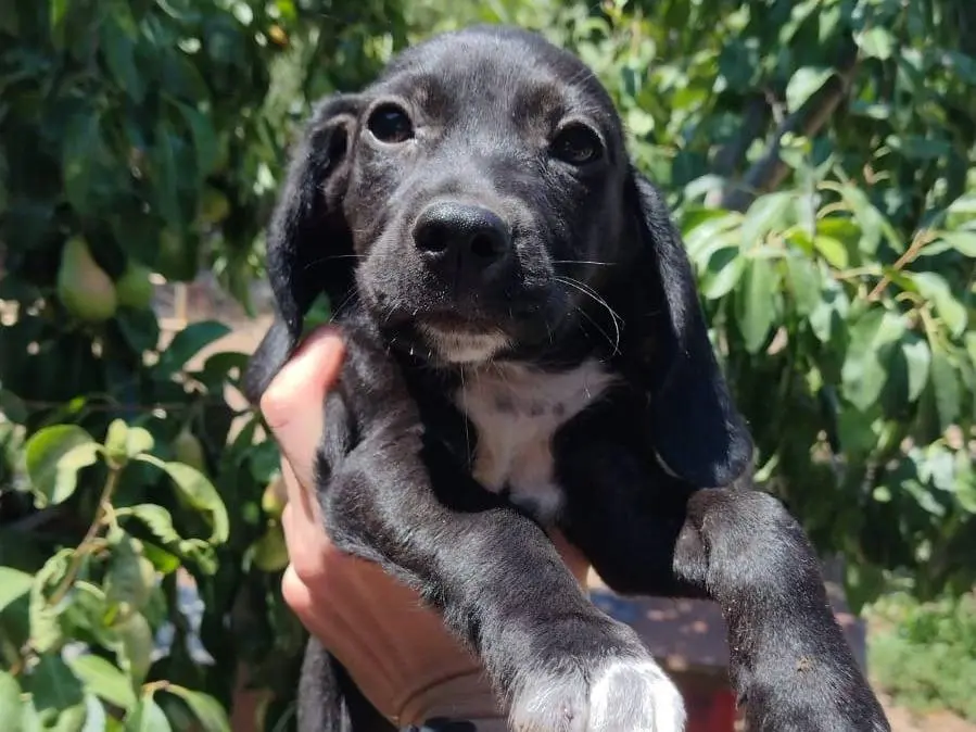 Adotta un cane, taglia piccola, maschio, Catania