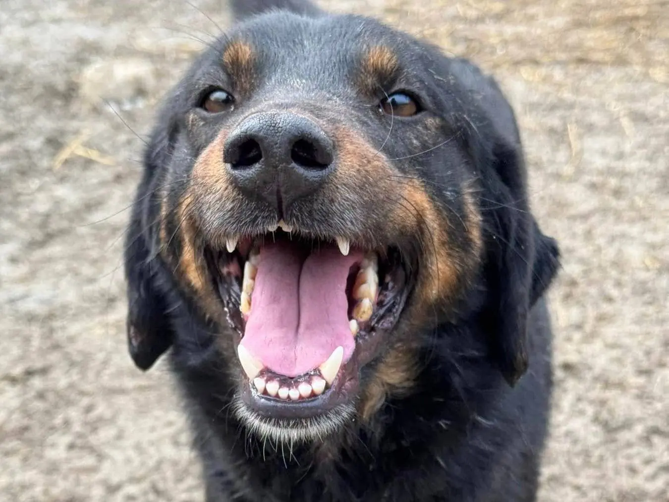 Adozione cane, femmina, Razza sconosciuta Razza sconosciuta, 3 anni e 6 mesi, taglia media, Firenze