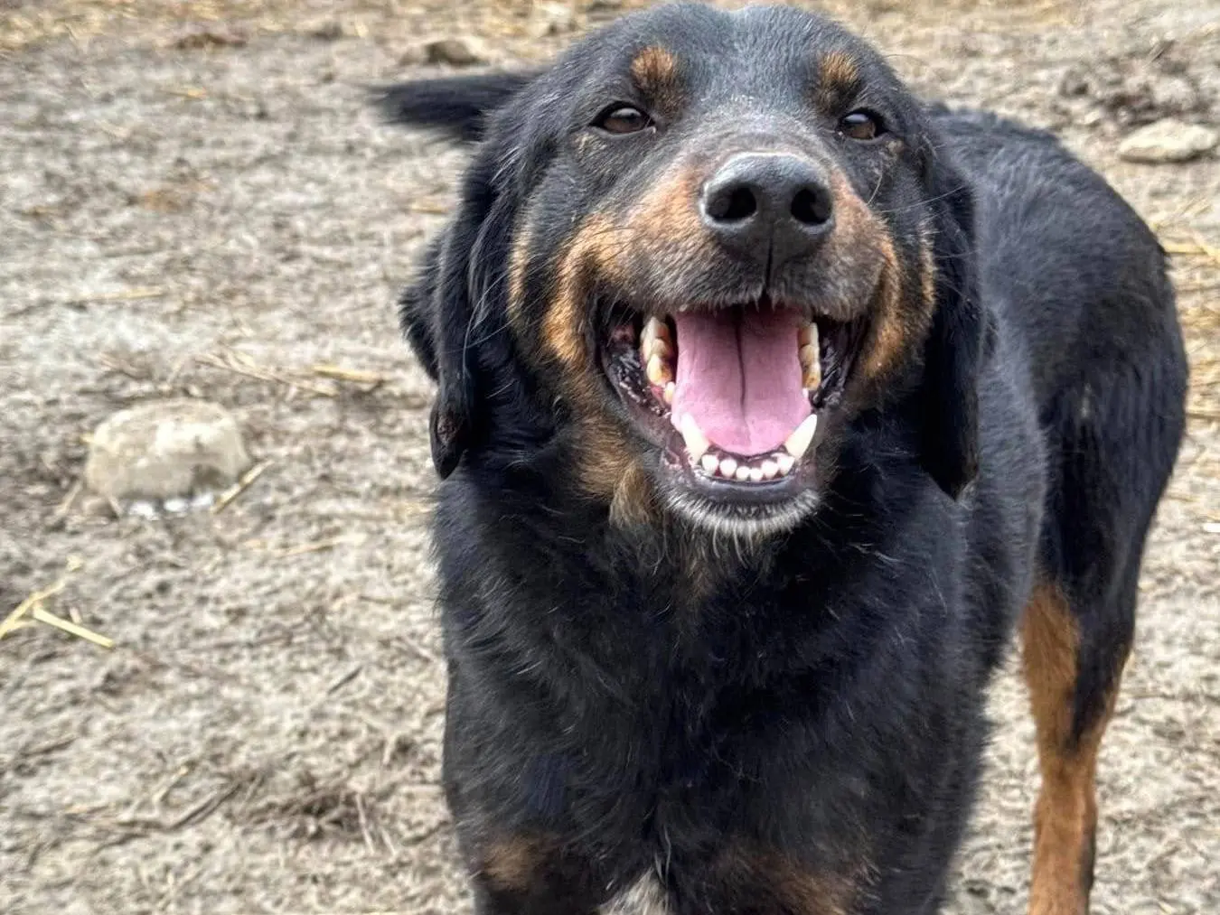 Adotta un cane, femmina, 3 anni e 6 mesi, Firenze