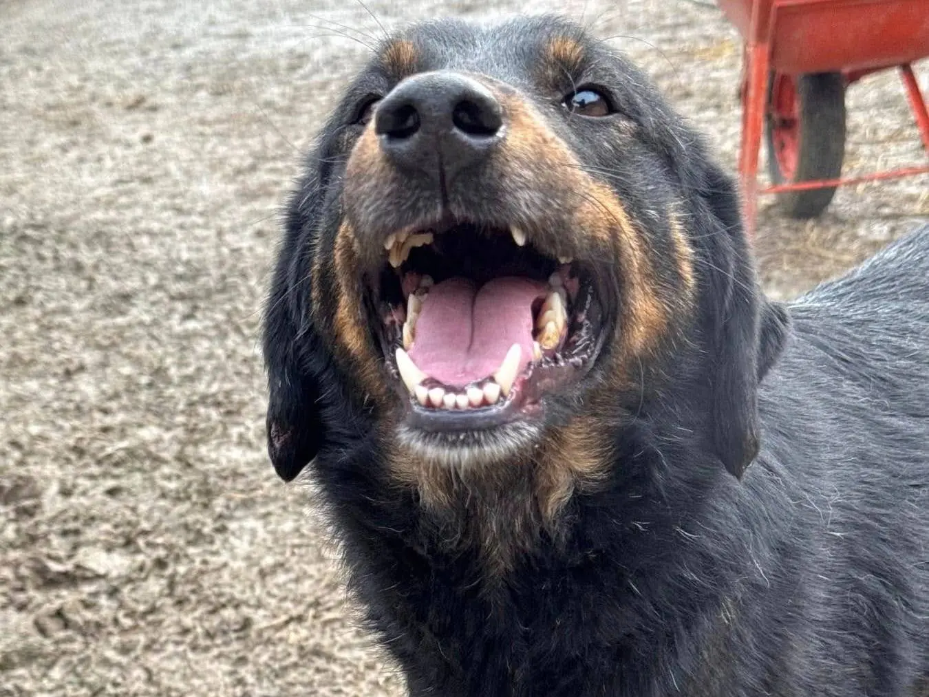 Adotta un cane, taglia media, femmina, Firenze