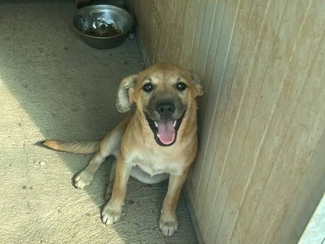 Adozione cane, femmina, meticcio, 2 anni e 4 mesi, taglia media contenuta, Caserta