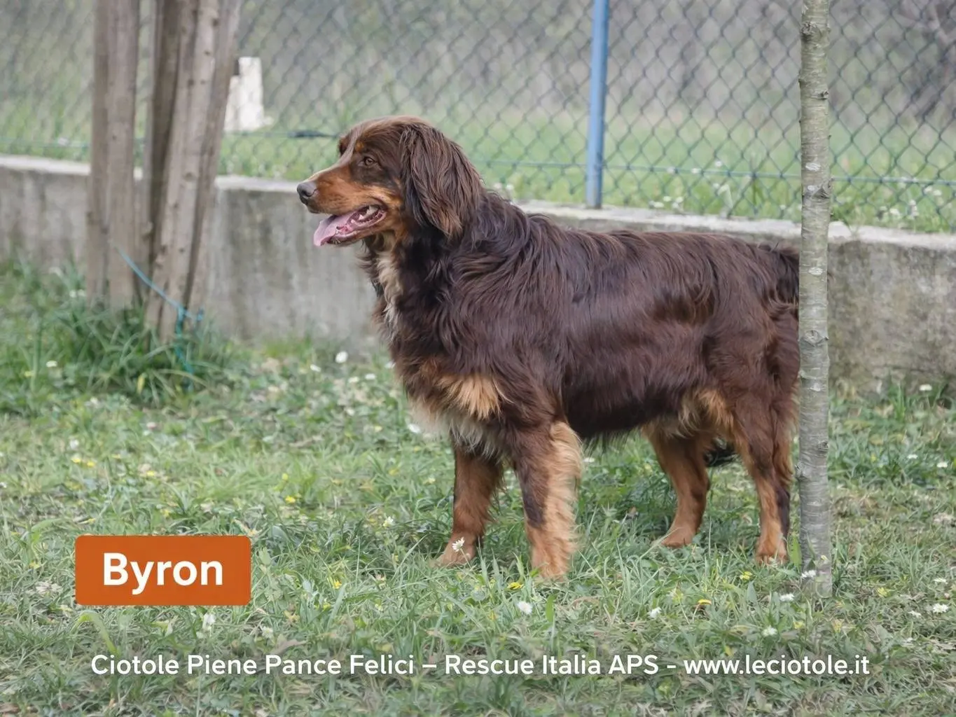 Adozione cane, maschio, Razza sconosciuta Razza sconosciuta, 4 anni e 8 mesi, taglia grande, Avellino