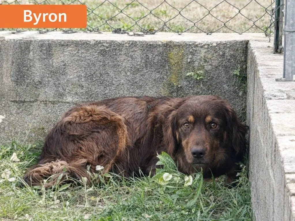 Adotta un cane, taglia grande, maschio, Avellino