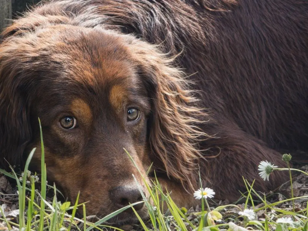 Adotta un cane, maschio, 4 anni e 8 mesi, Avellino