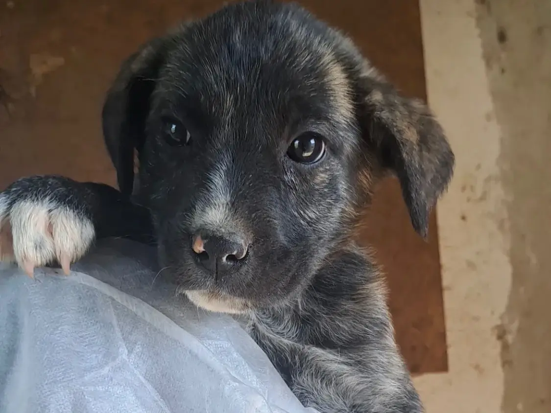 Adozione cane, femmina, Razza sconosciuta Razza sconosciuta, 2 anni e 1 mese, taglia media, Vibo