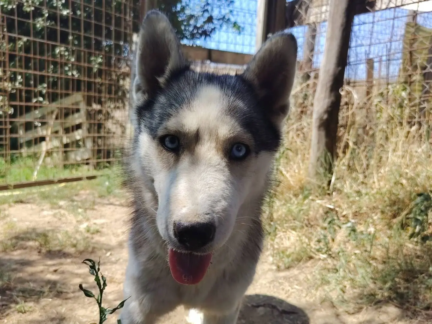 Adotta un cane, taglia grande, femmina, Roma