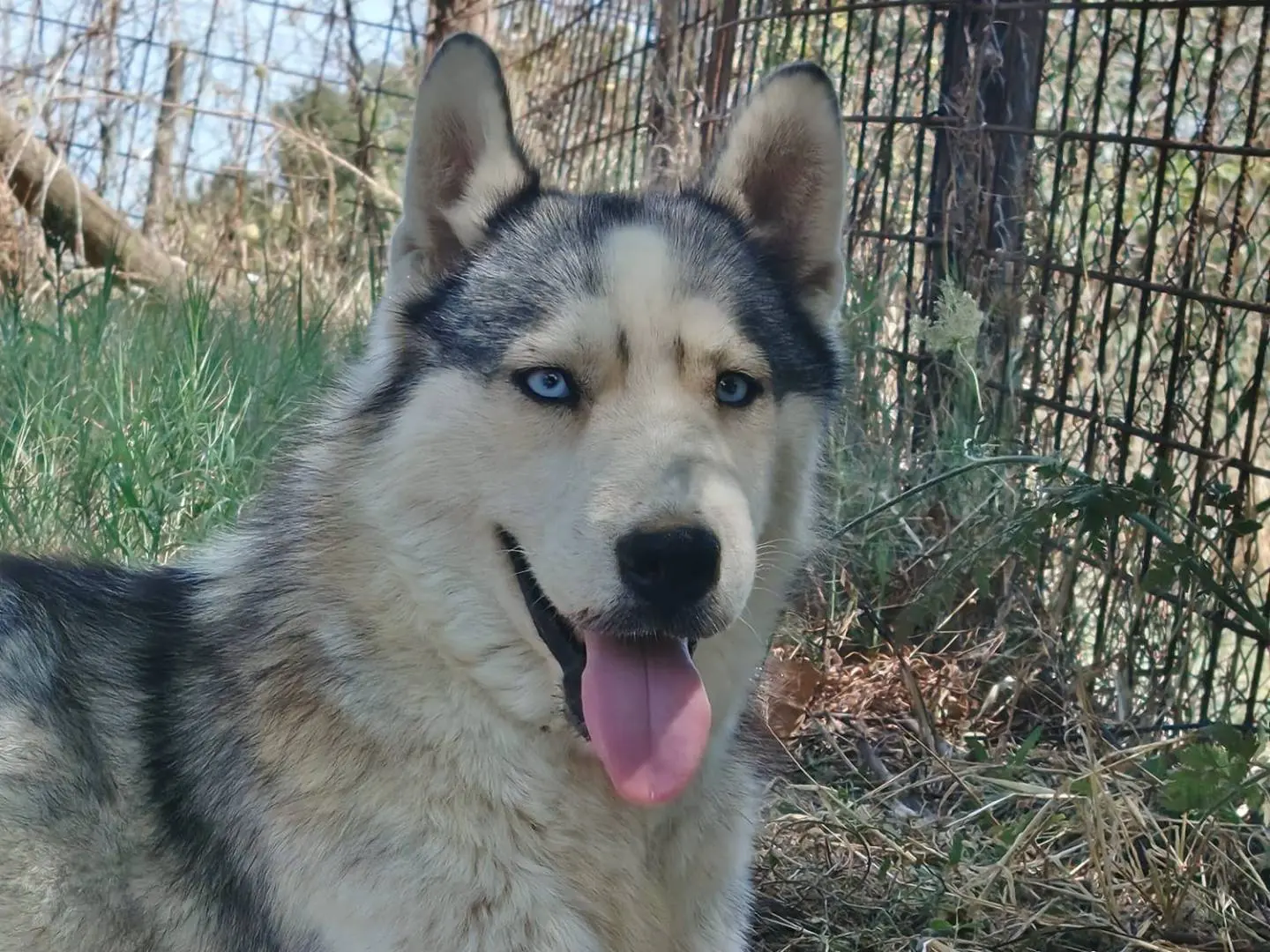 Adozione cane, femmina, Siberian Husky Razza sconosciuta, 3 anni e 3 mesi, taglia grande, Roma