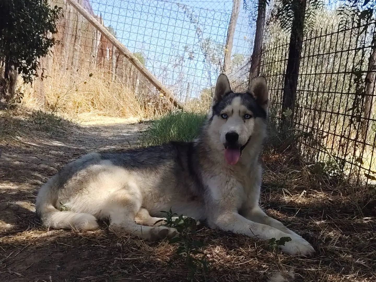Vuoi adottare un cane a Roma?