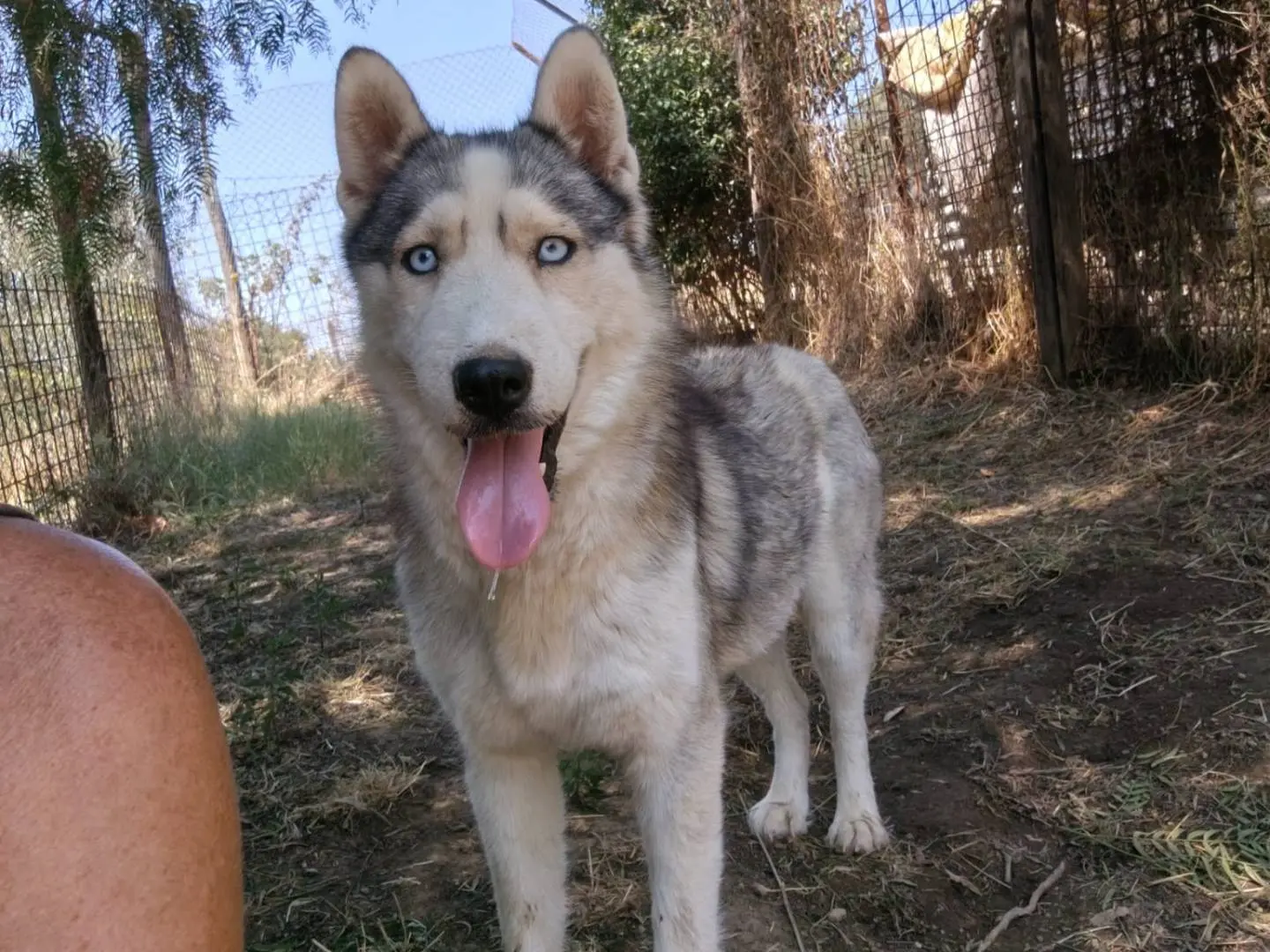 Adotta un cane, femmina, 3 anni e 3 mesi, Roma