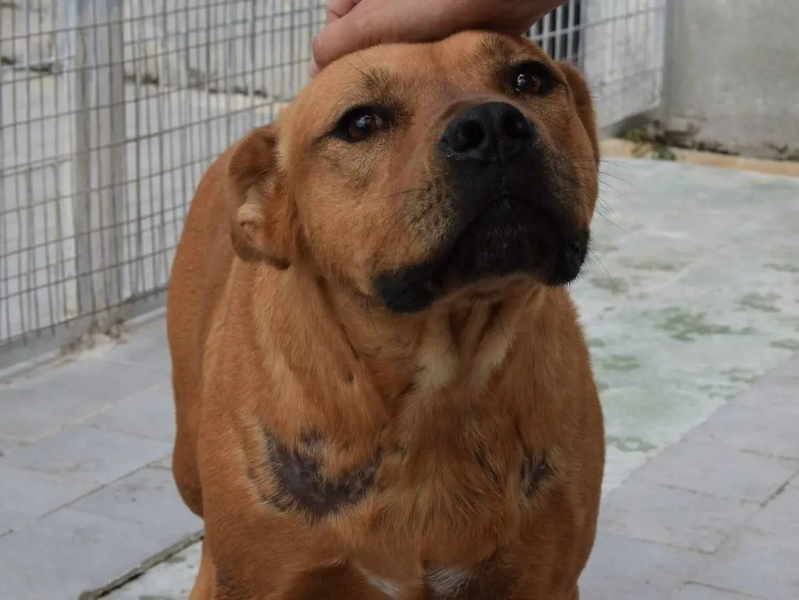 Adozione cane, maschio, Pitbull Razza sconosciuta, 6 anni, taglia media, Chieti
