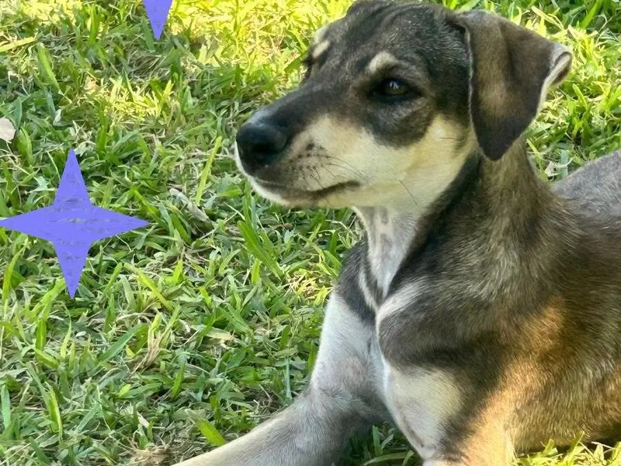 Adozione cane, femmina, Razza sconosciuta Razza sconosciuta, 2 anni e 5 mesi, taglia media, Siracusa