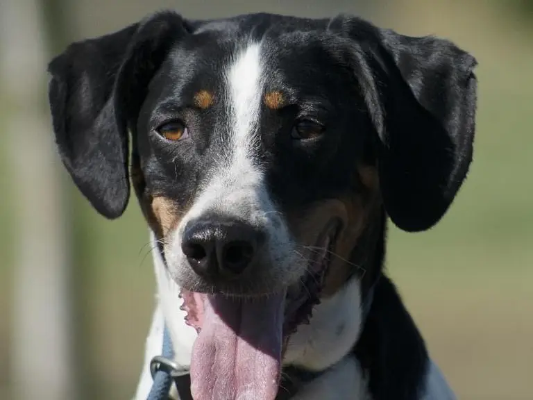 Adozione cane, maschio, Segugio, 6 anni e 9 mesi, taglia media, Roma