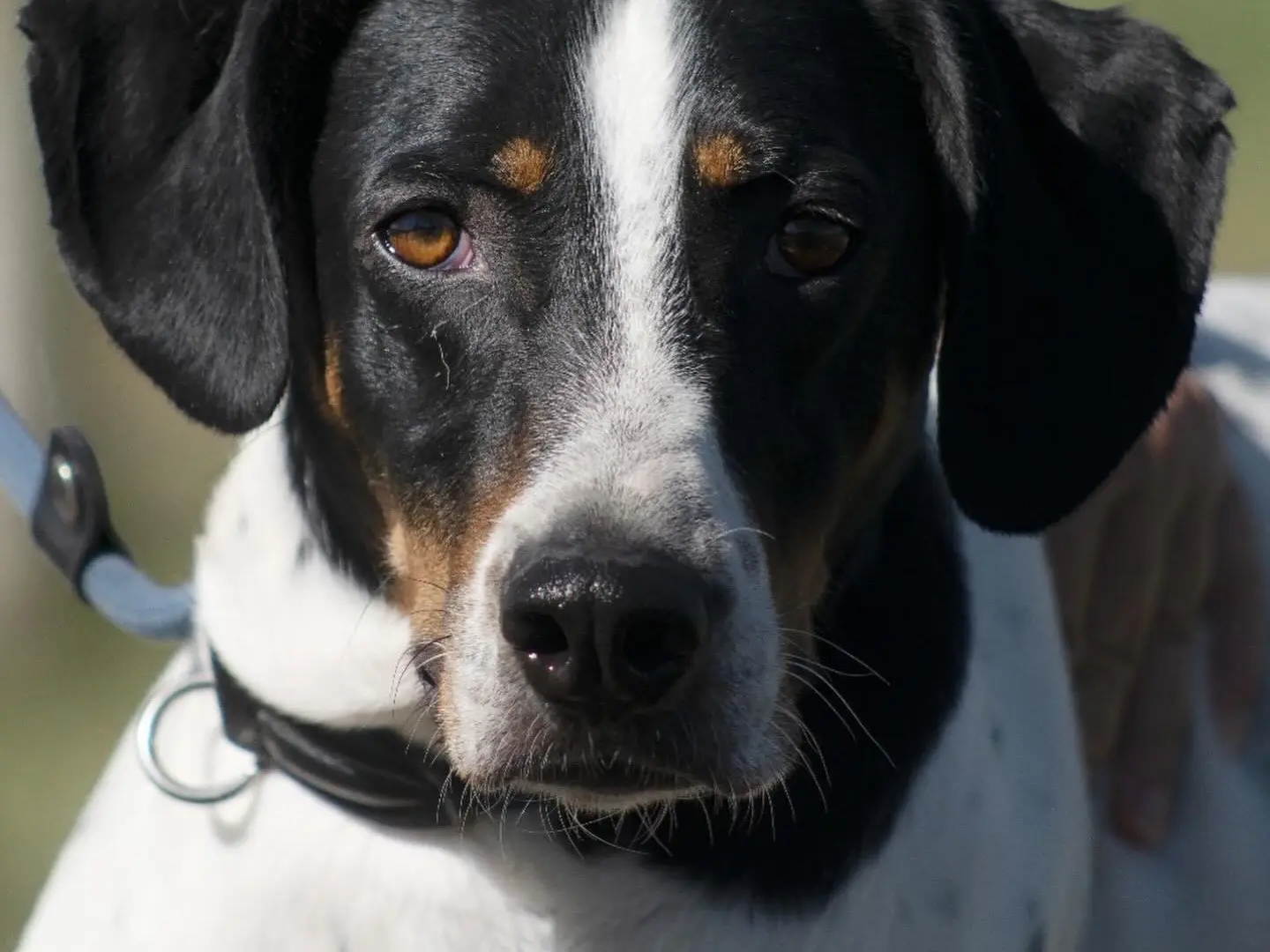 Adotta un cane, maschio, 6 anni e 9 mesi, Roma