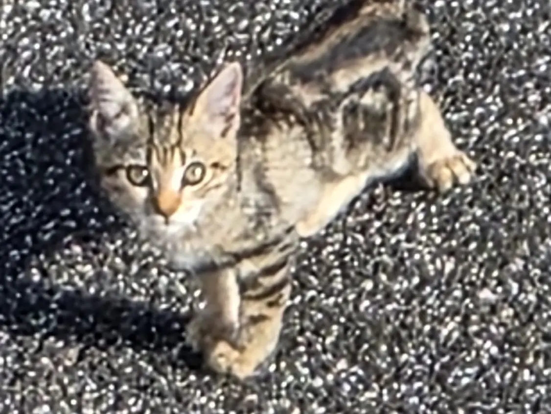 Adotta un gatto, maschio, 3 mesi, Roma