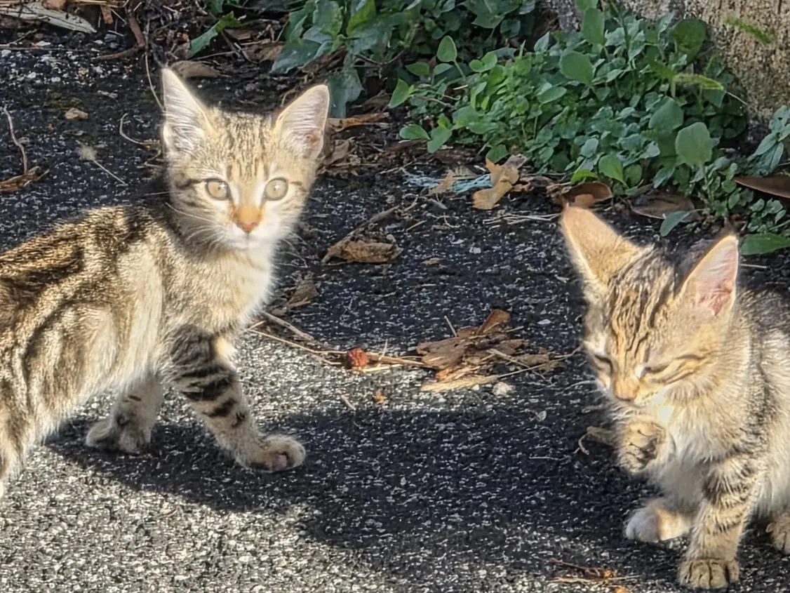 Adotta un gatto, taglia non valida, maschio, Roma