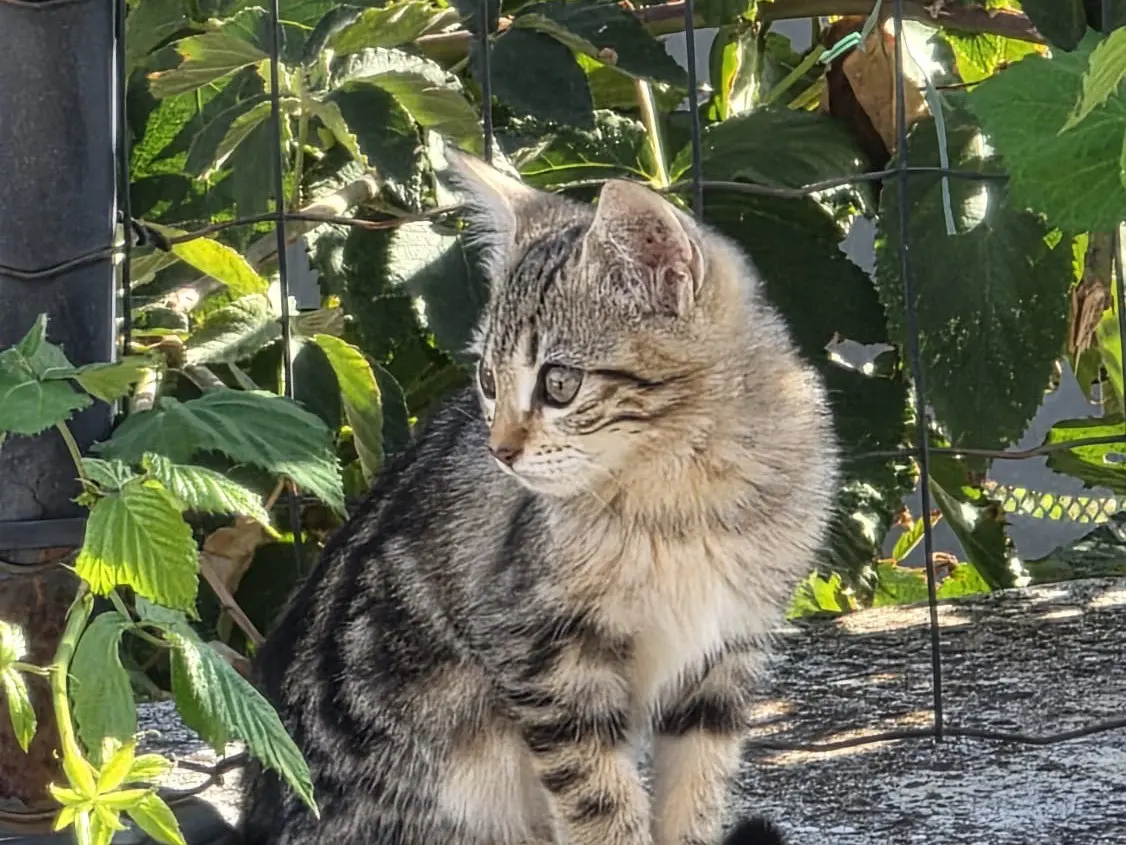 Adozione gatto, maschio, Razza sconosciuta Razza sconosciuta, 3 mesi, taglia non valida, Roma